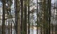 Усадьба «Дыхание леса» на берегу озера Струсто