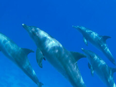 Бухта дельфинов