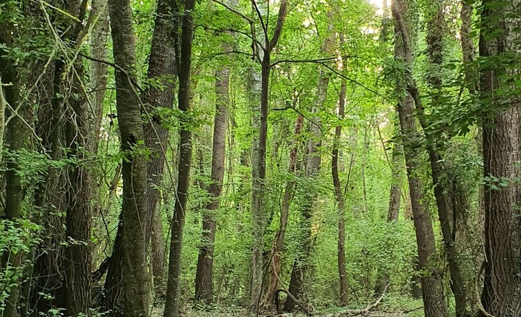 Реликтовый Лиановый лес и экраноплан Лунь