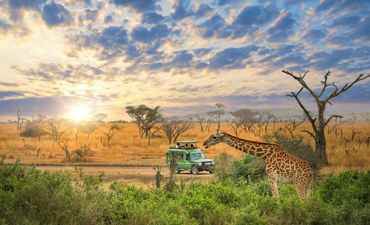 The 4-day tour of Tanzania's wildlife