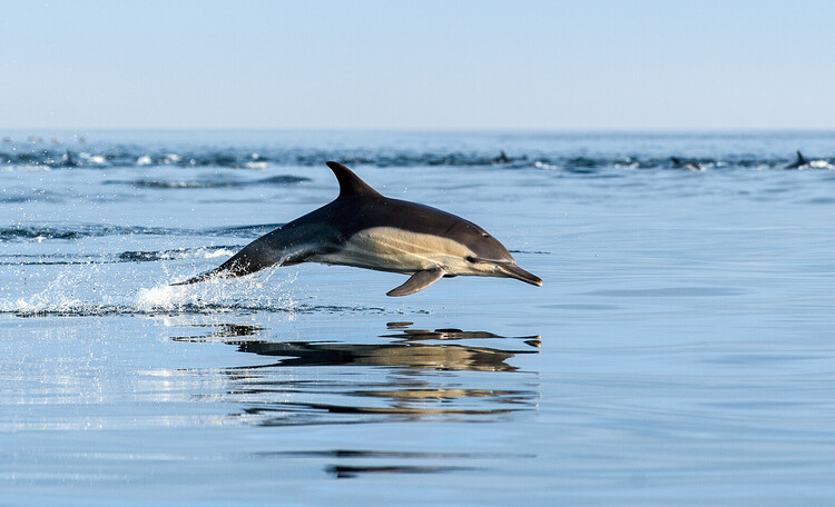 Путешествие в Бухту дельфинов