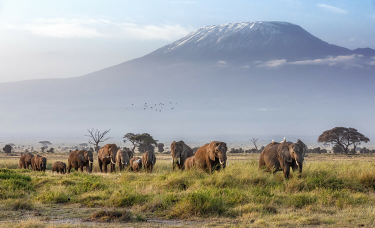 Big Kenyan safari