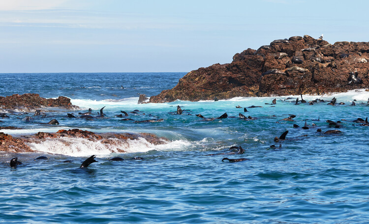 Whale watching in South Africa