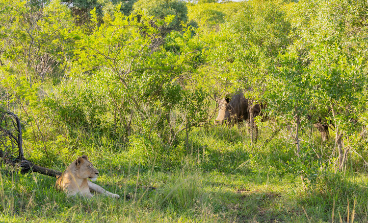 The Rhino & Lion Nature Reserve