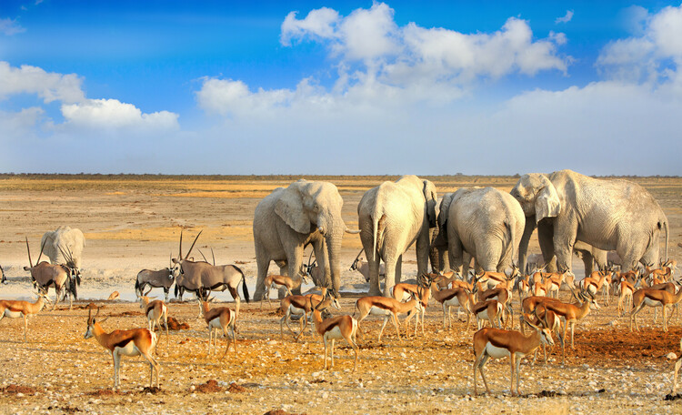 Enjoy safari in Namibia