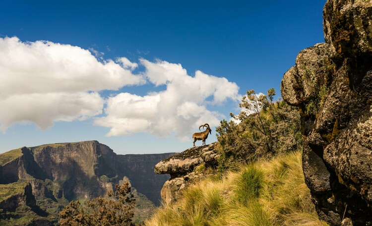 The Simien Mountains trek