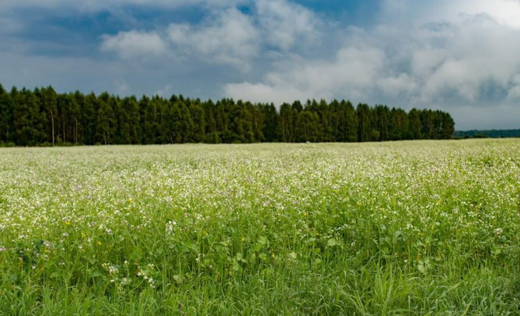 Усадьба «Беловежская светлица»