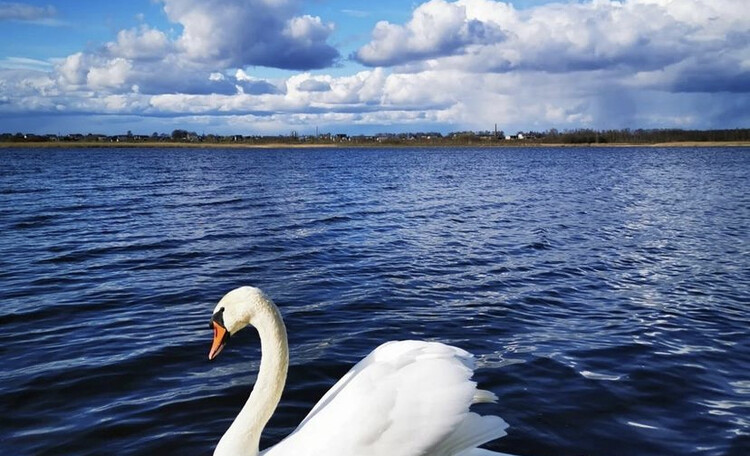 На берегу усадьбы