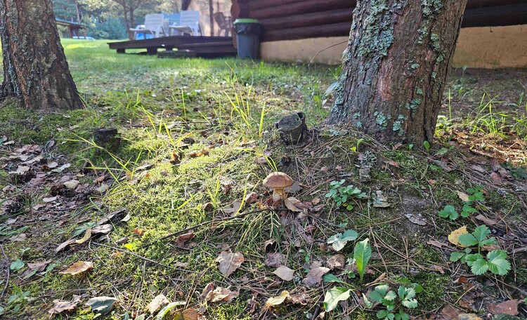 Коттедж Шале, подберёзовики прямо у порога дома