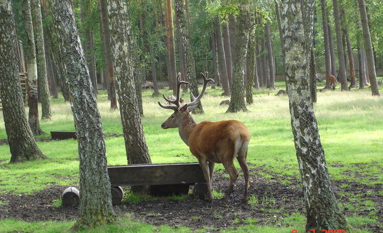 Farmstead "Belovezhskoye Pomestye"