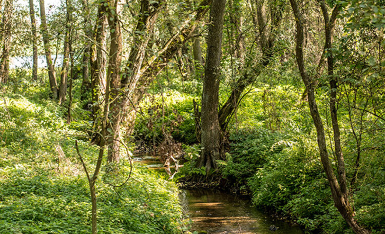 Usadba belovezhskaya guest in the forest