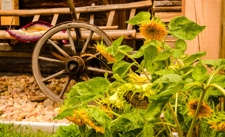 Farmstead "Belovezhskoye Pomestye"