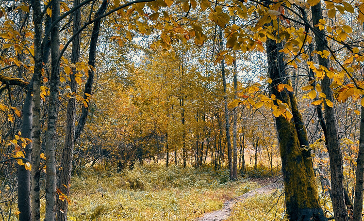 Лесная Дорога к Дикому пляжу