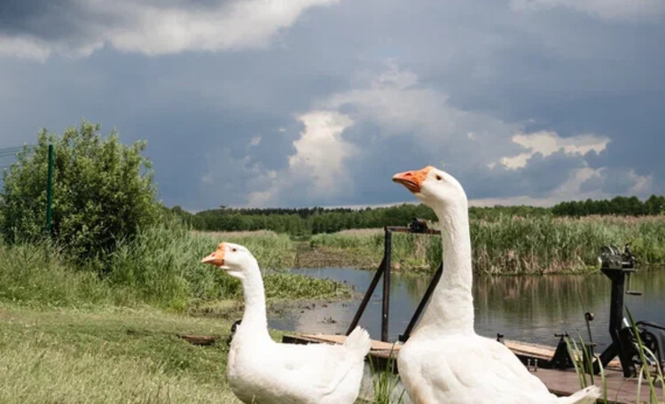 Загородный комплекс «Чигиринка»