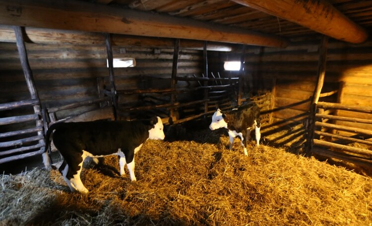 Farmhouse "Hutor Yodishki" ("Farm Edishki")