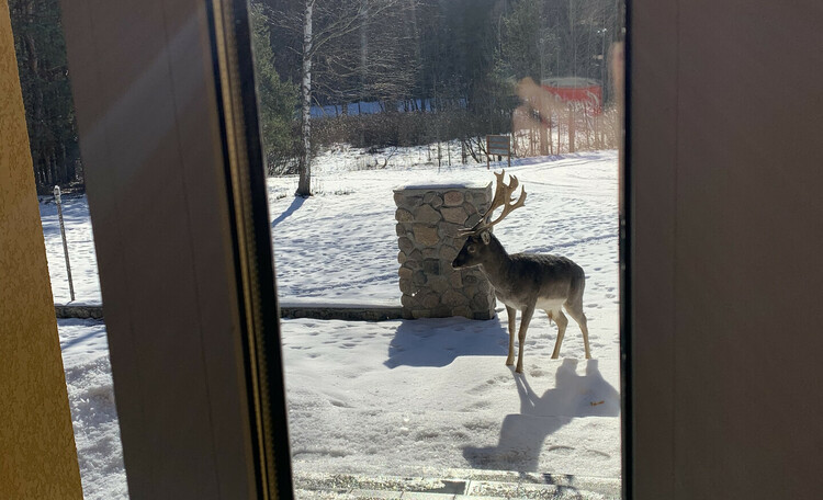 Лесные гости